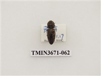 藏品(叩頭蟲(2))的圖片